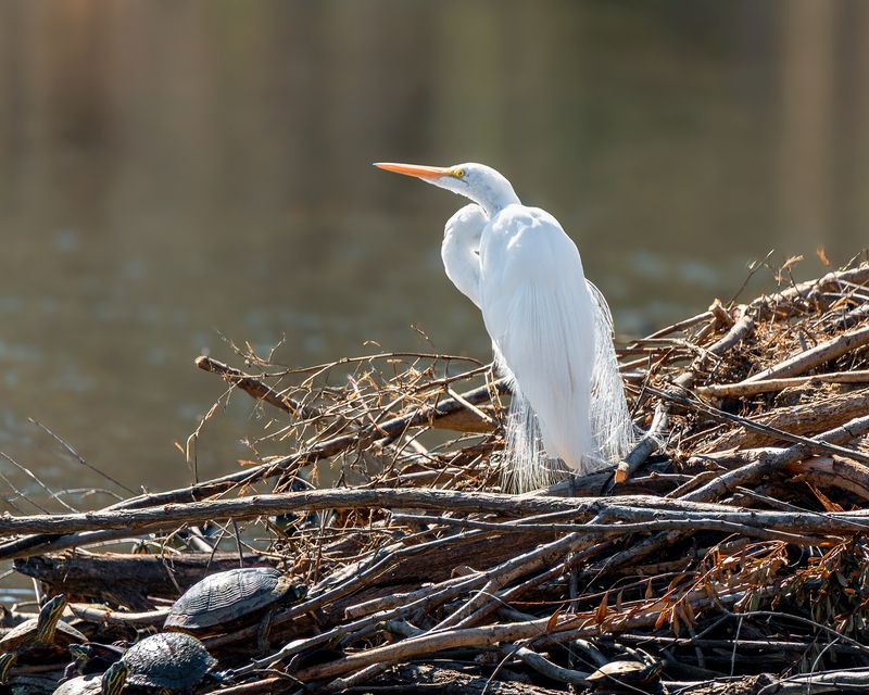 Мечтатель фото превью