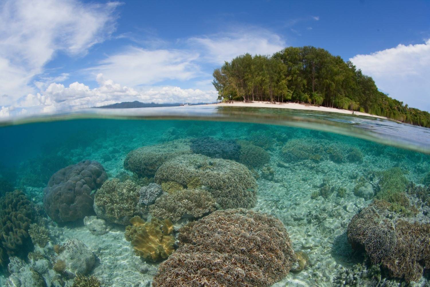 , Андрей Нарчук