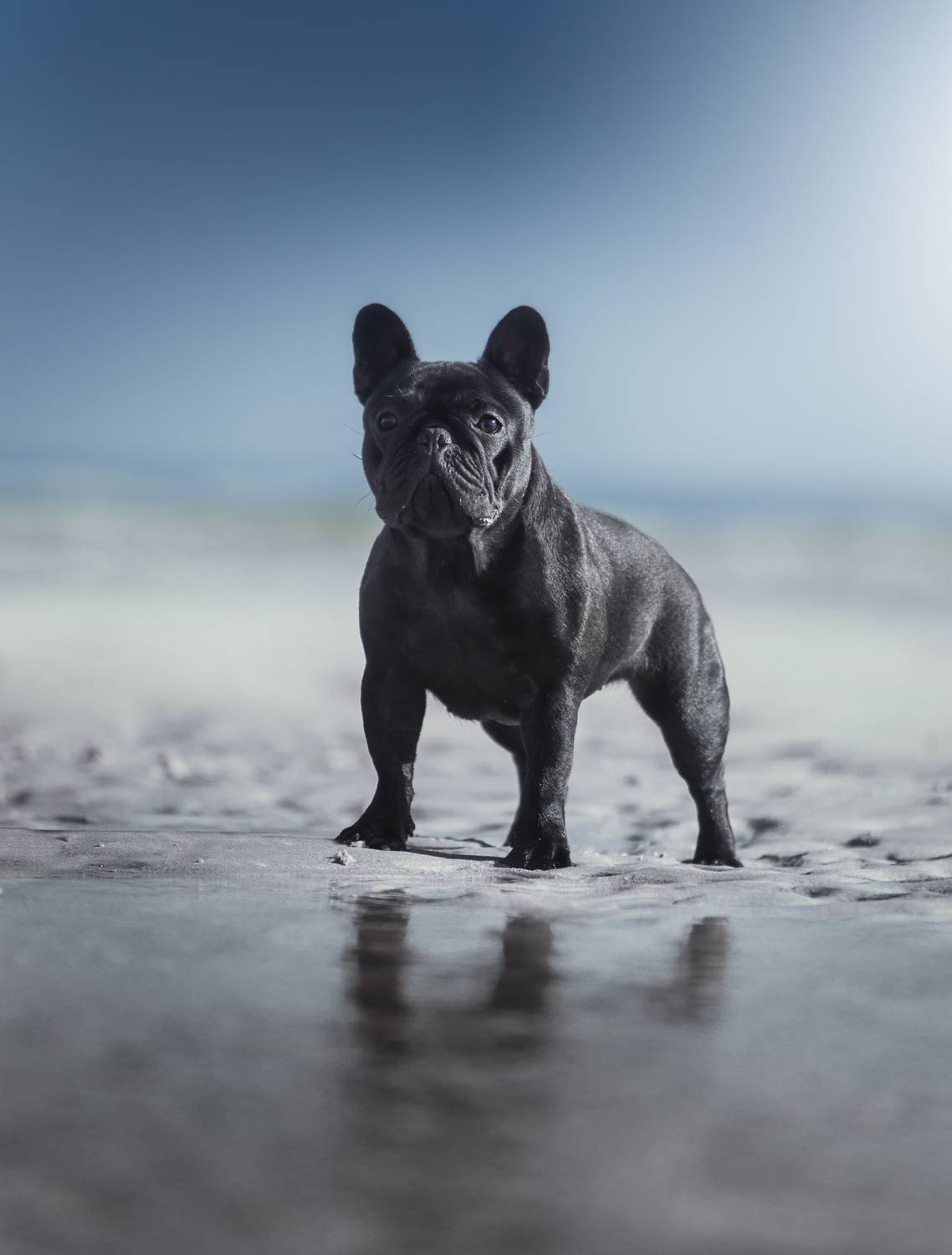 french,bulldogue,dogs,pets,warm,colors,beach,summer,portrait,fun,love,photography,friendship,water,sand,outdoors,portugal,animal, Alexandre Marques