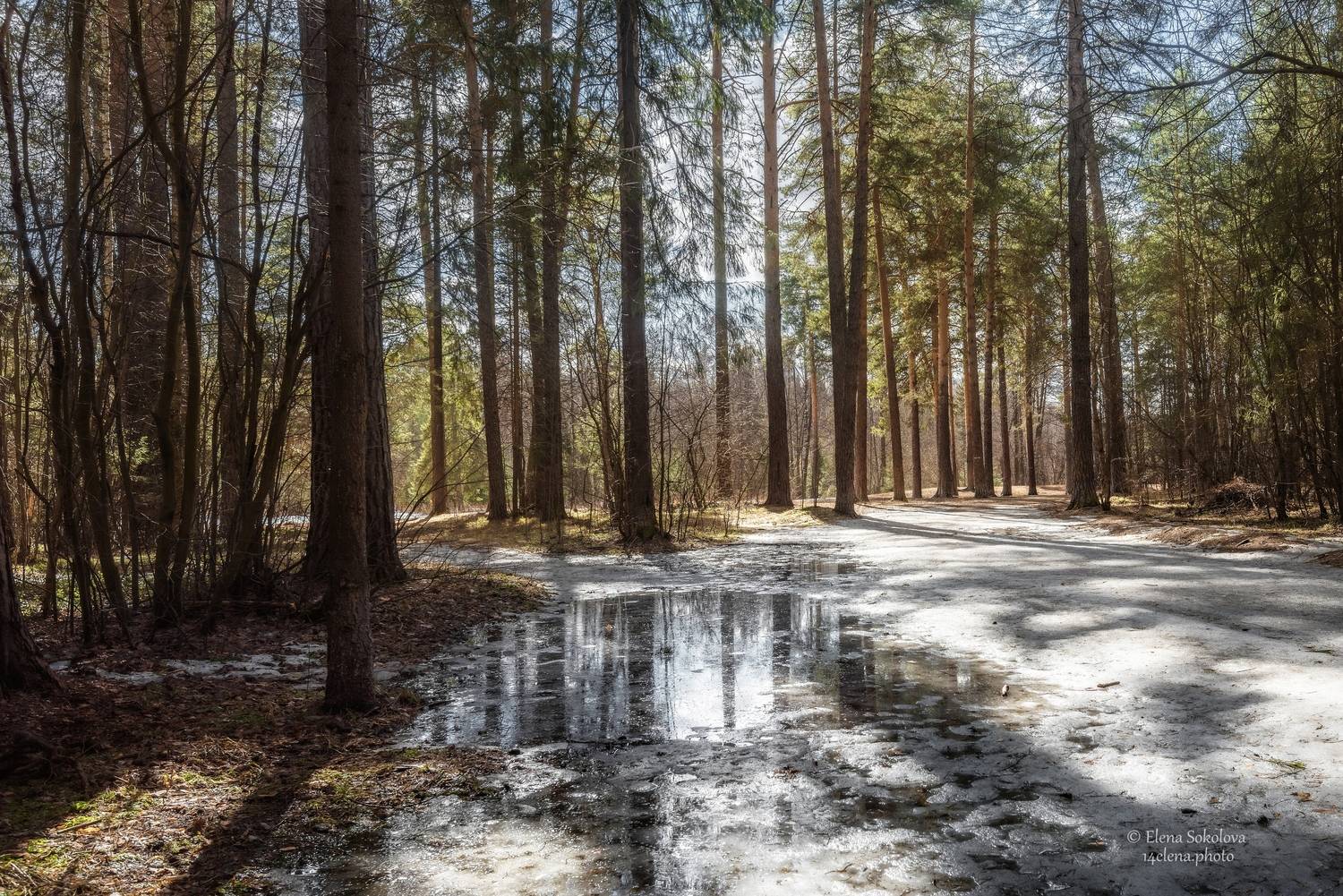 весна, лес, пейзаж, весенний пейзаж, Соколова Елена