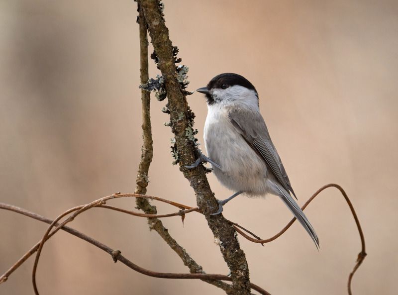пухляк, буроголовая гаичка, семейство синицевых Буроголовая гаичка фото превью