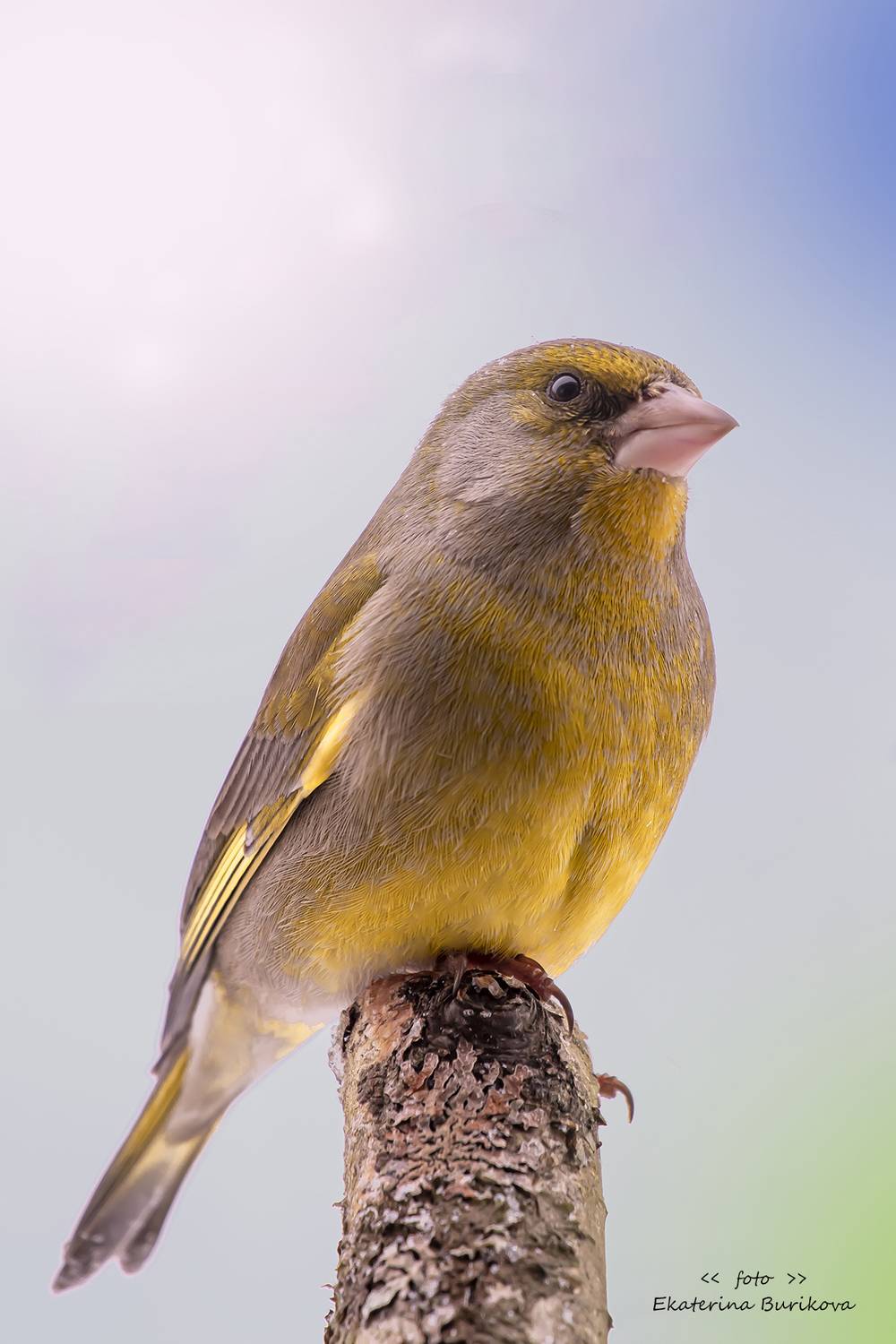 , Бурикова Екатерина