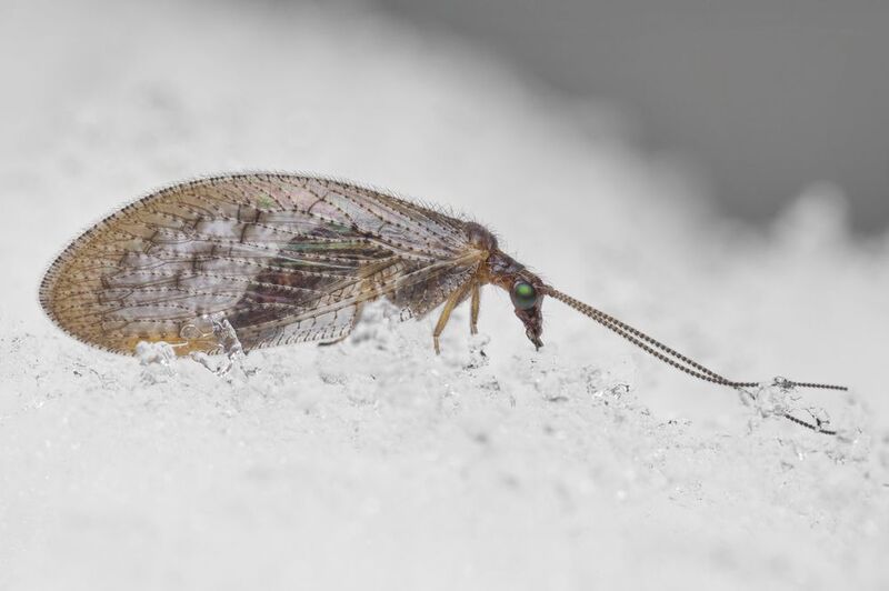 Pearl wing in the snow фото превью