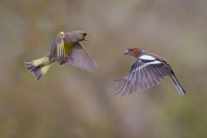 Конкуренция в небе - Lens and Feathers фото превью