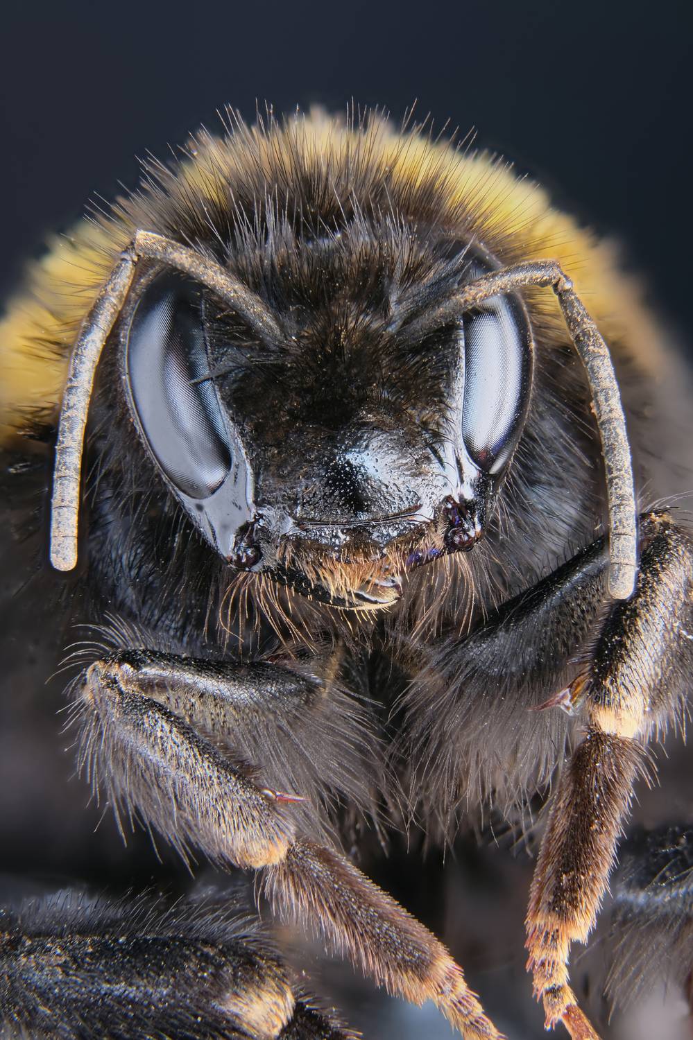 , Васильев Роман