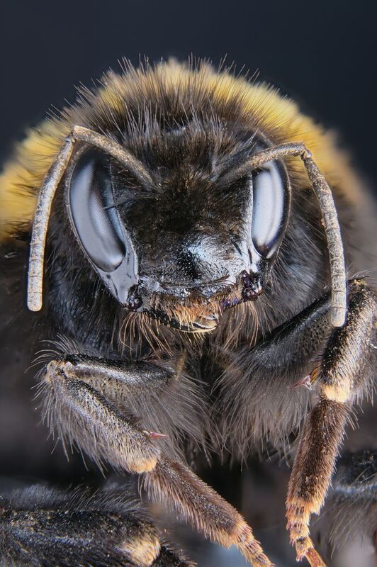 Шмель фото превью