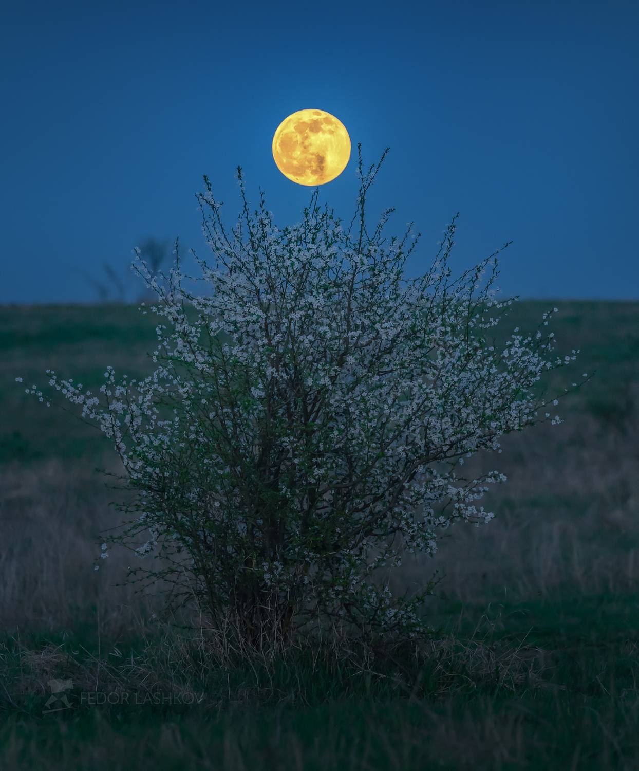 ставропольский край, ставрополье, луна, полнолунье, весна, весенний, вечер, алыча, цветущее дерево, цветение, степь,, Лашков Фёдор