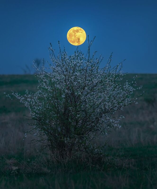 ставропольский край, ставрополье, луна, полнолунье, весна, весенний, вечер, алыча, цветущее дерево, цветение, степь, Созерцание фото превью