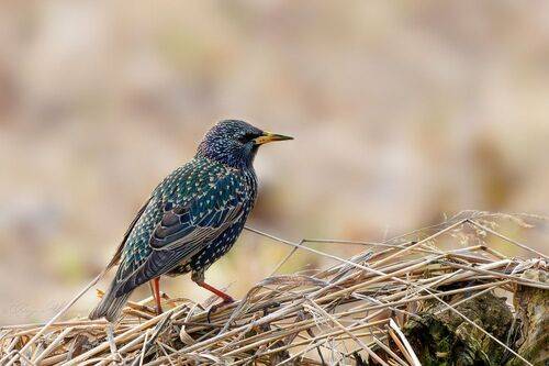 Обыкновенный скворец