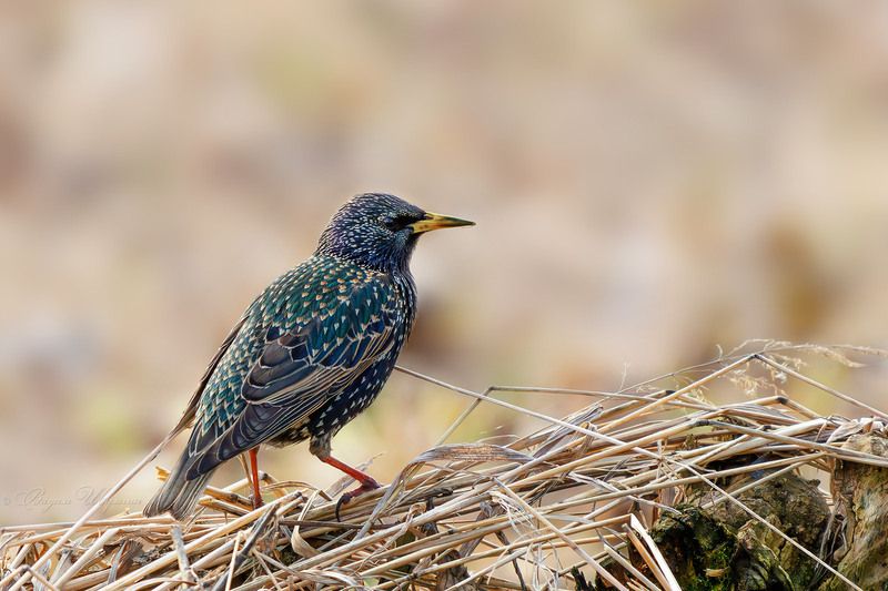 скворец Обыкновенный скворец фото превью