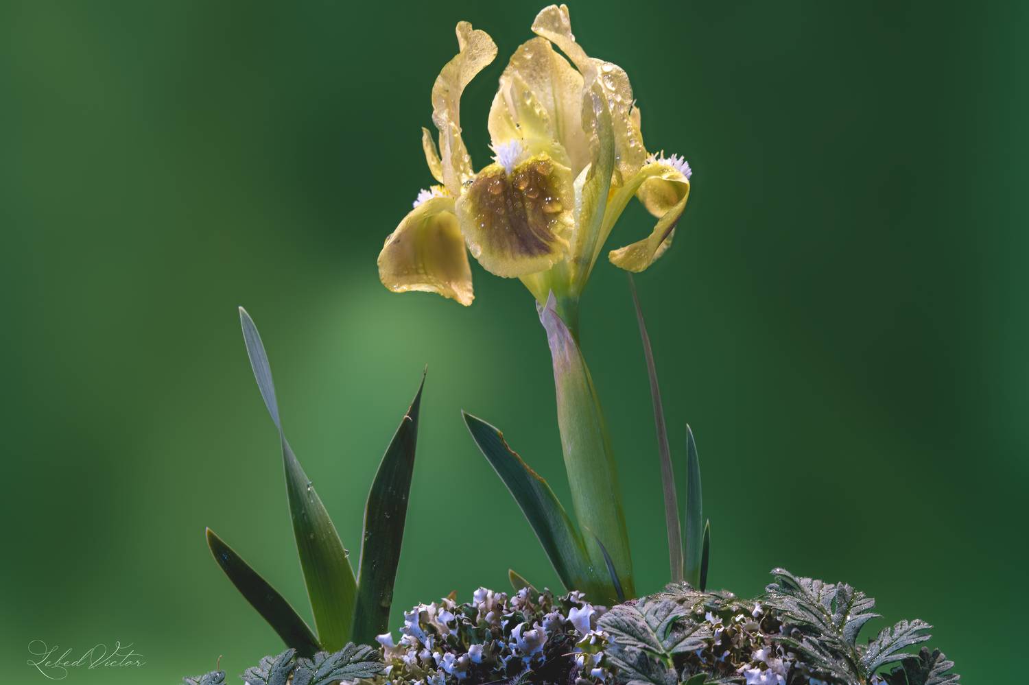 , Виктор Лебедь