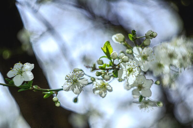 Весеннее настроение. фото превью