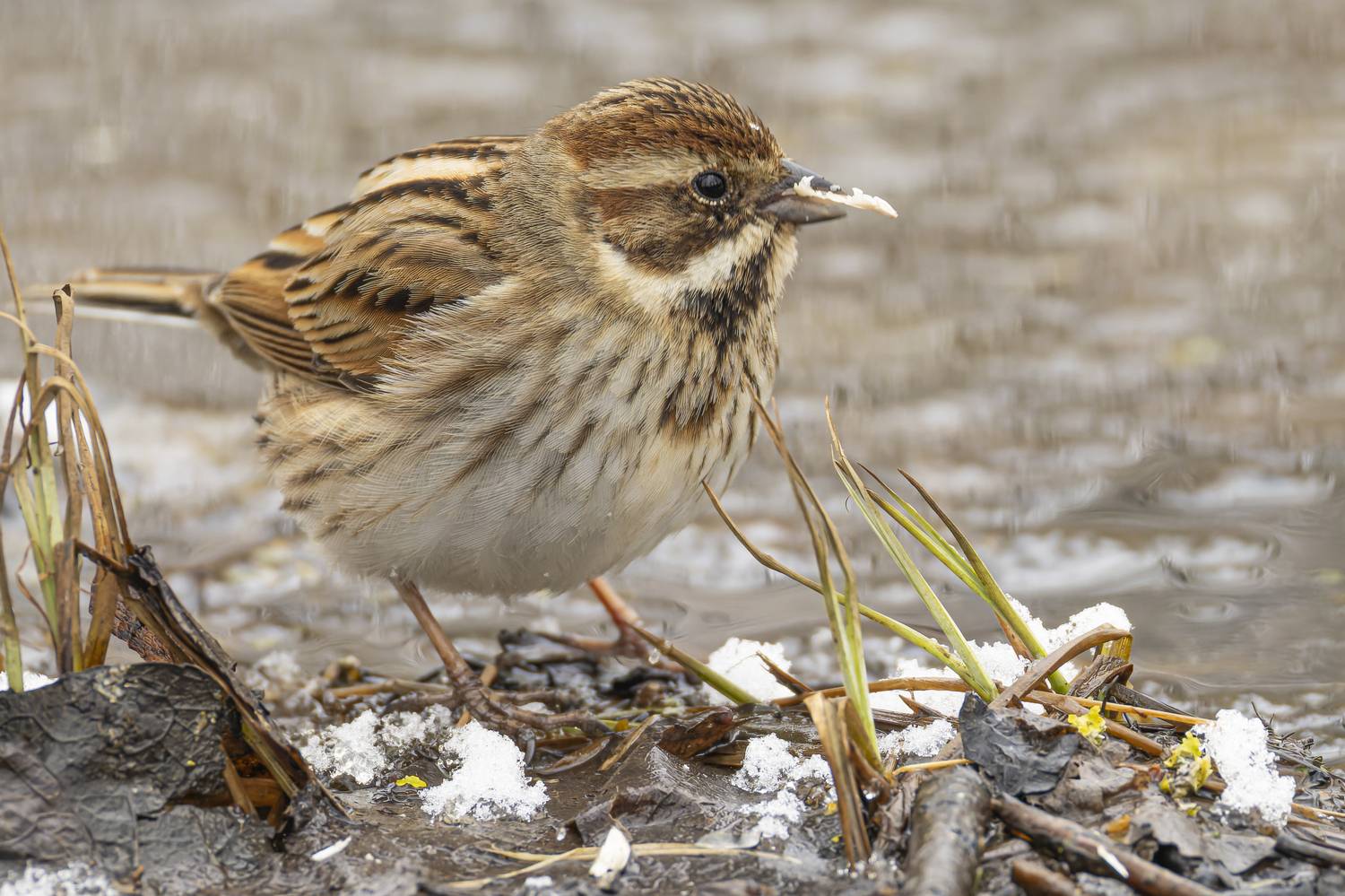 тростниковая овсянка, камышовая овсянка, овсянка, Руслан Pl