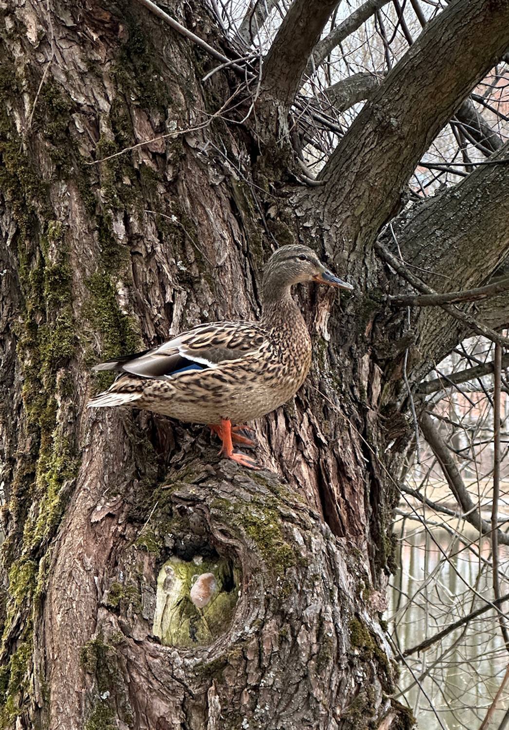, Бувин Юрий