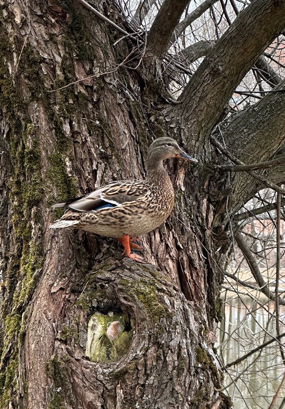 Древесная утка фото превью