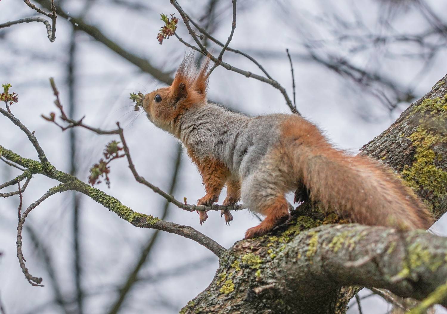 , Чепленко Алексей