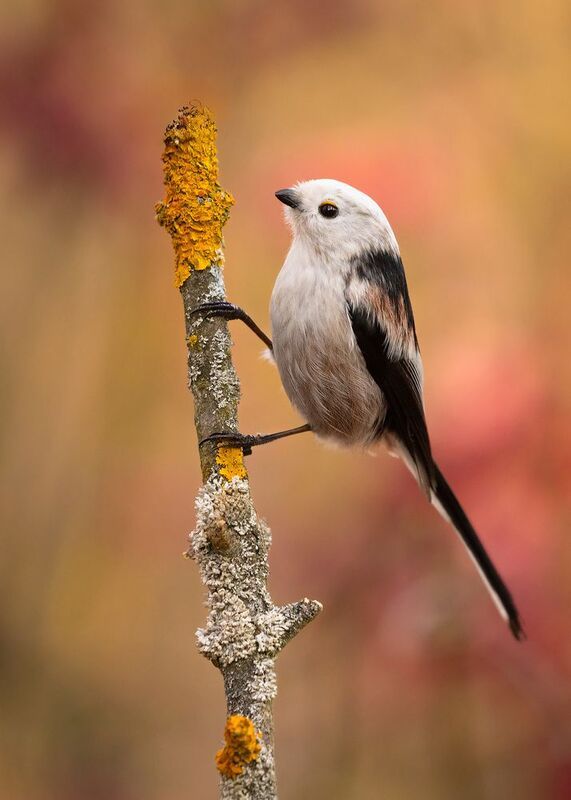 Long-tailed Ti фото превью