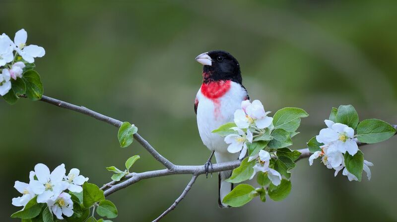 Салат из лепестков фото превью