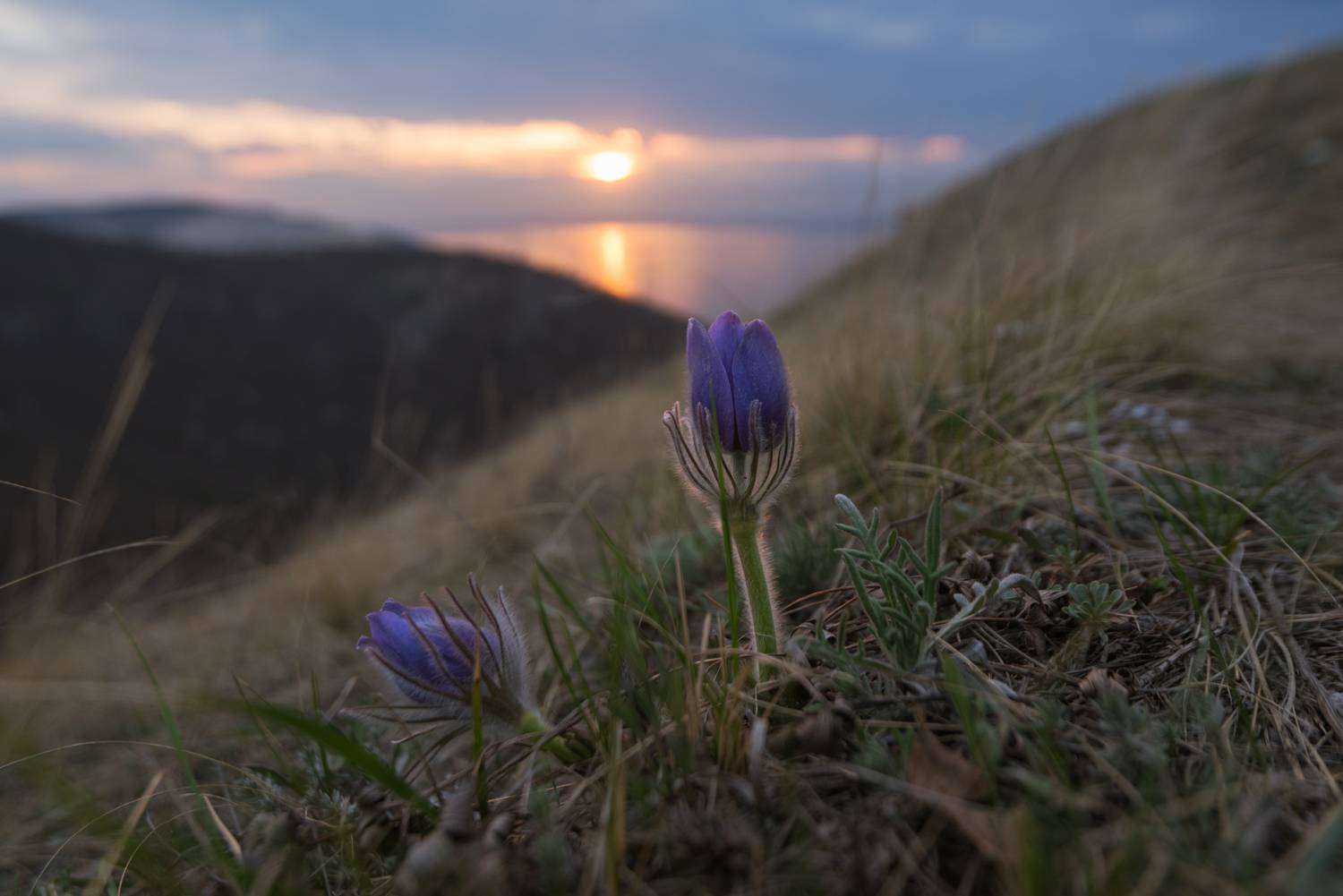 , Алексей Проняхин