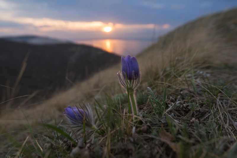 Отважный прострел фото превью