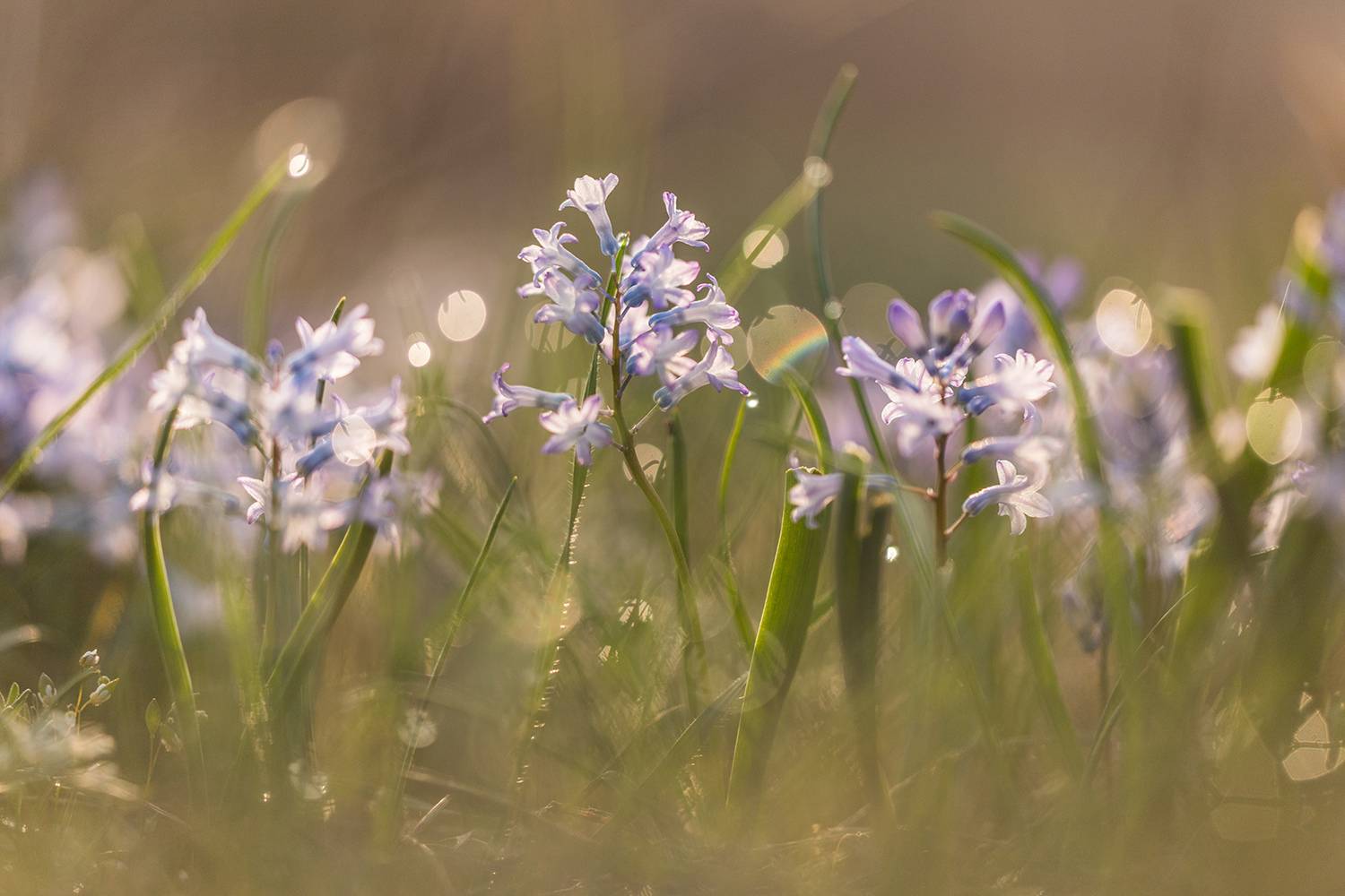 , Илья Михеев