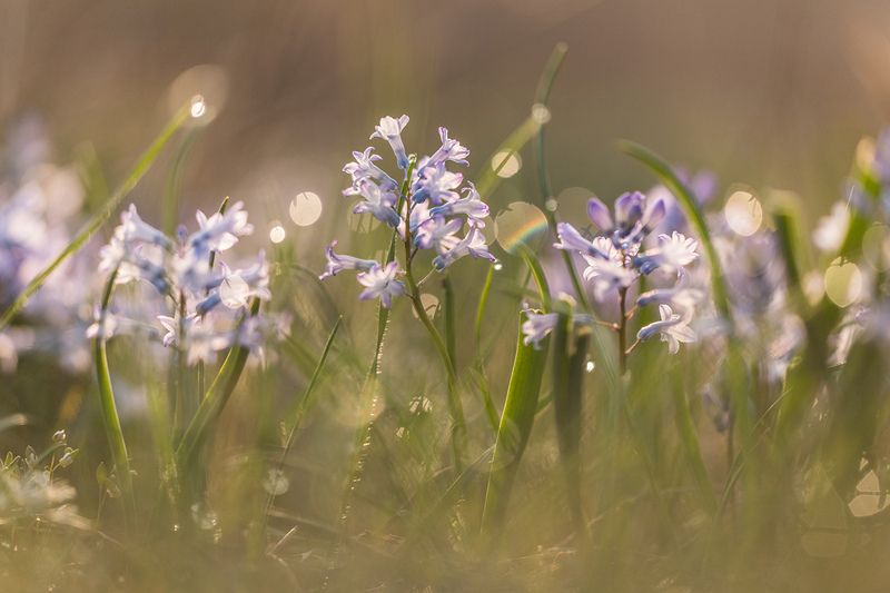 Гиацинтовое утро фото превью