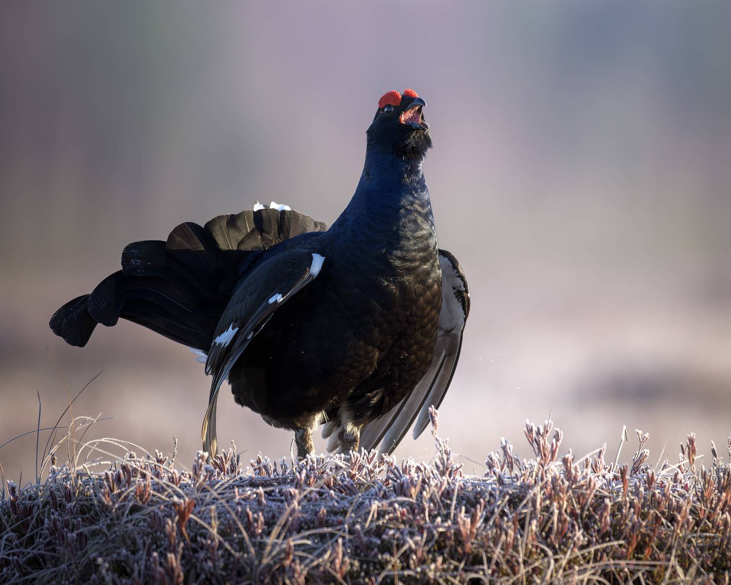 тетерев, ток, токование, птицы, болото, бердинг, бердвотчинг, фотоохота, природа, birdwatching, birding, Black grouse, Courtship display, Михаил Ездаков