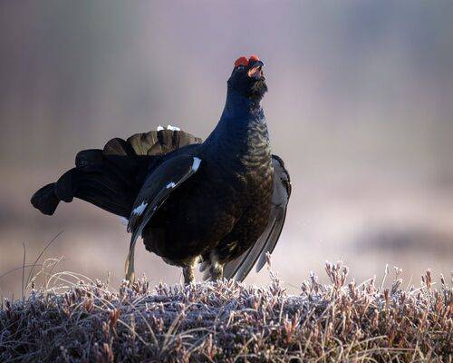 Токование тетеревов