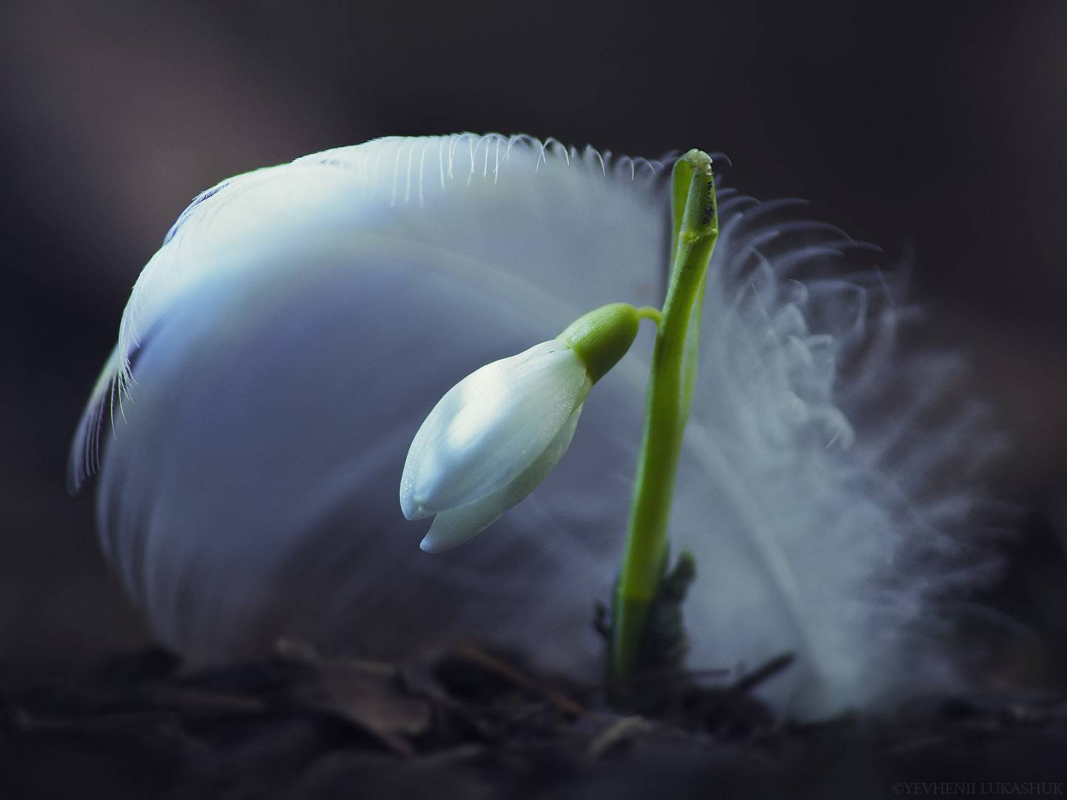 , Лукашук Евгений