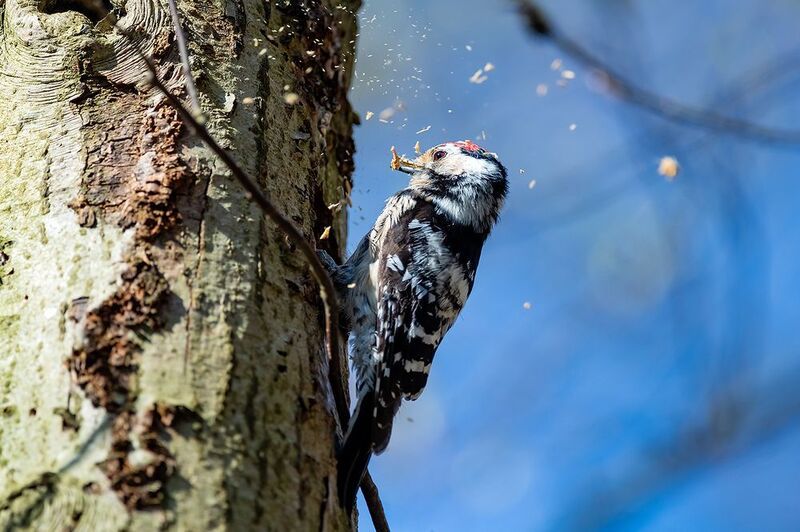 фото превью