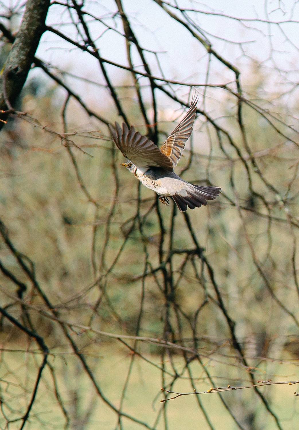птица, весна, фотограф, Дмитрий Гусалов, фотограф в Минске, уличный фотограф, Дмитрий Гусалов