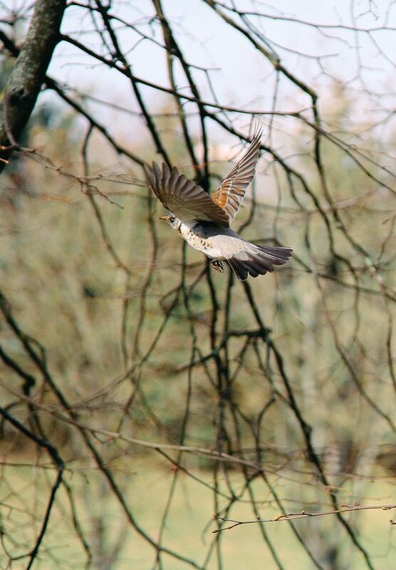 птица, весна, фотограф, Дмитрий Гусалов, фотограф в Минске, уличный фотограф Навстречу весне фото превью