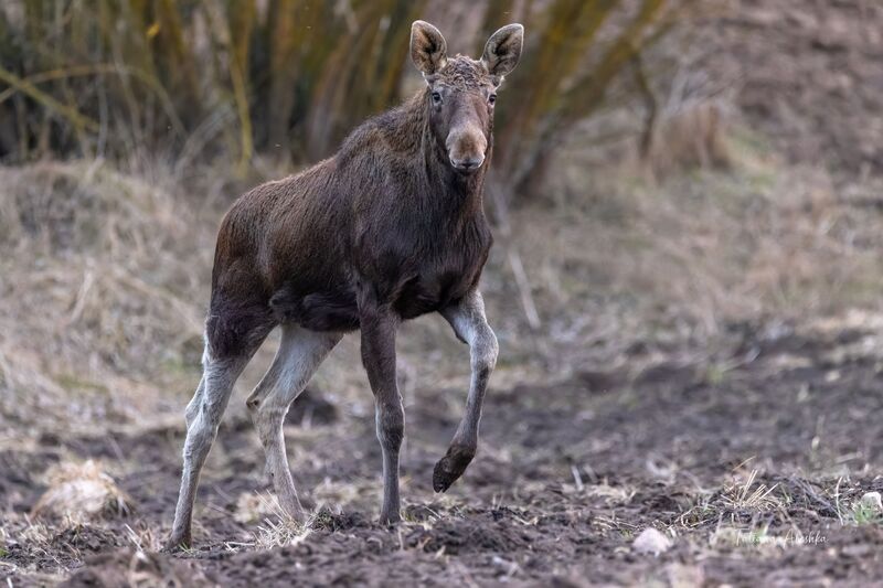 Шаг навстречу. фото превью