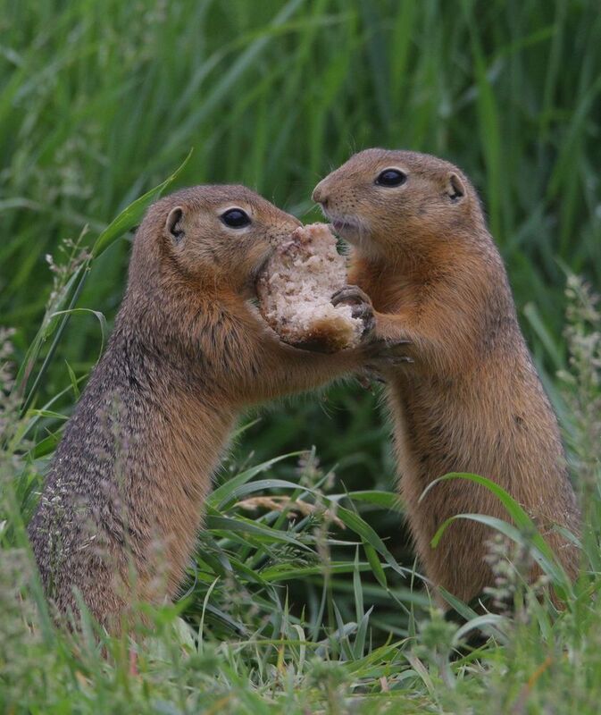 Битва за хлеб фото превью