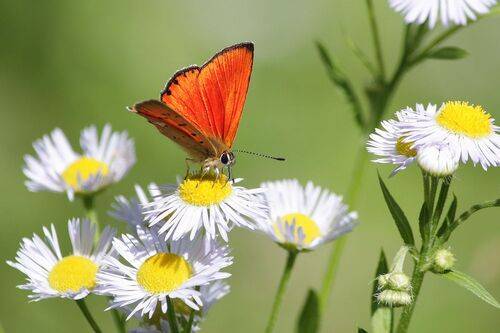Червонец огненный (Lycaena virgaureae).
