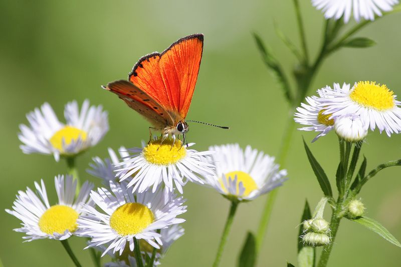 Червонец огненный (Lycaena virgaureae). фото превью