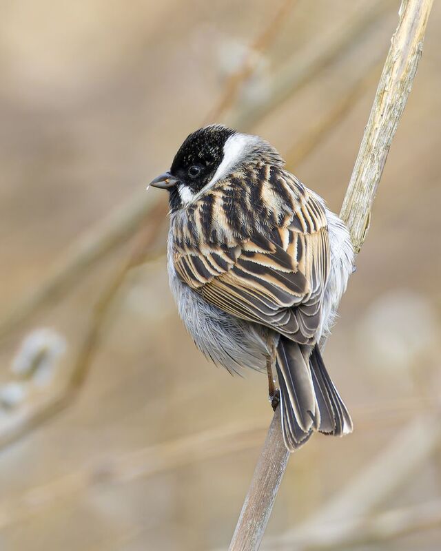 тростниковая овсянка, камышовая овсянка, овсянка Тростниковая овсянка фото превью