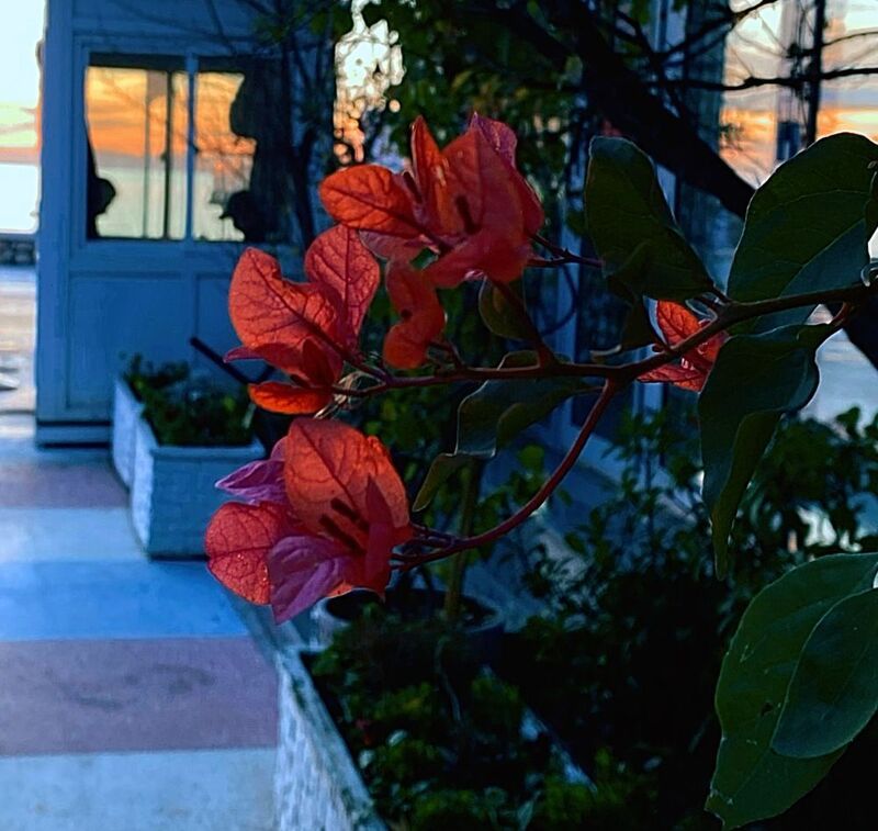 The sun in the flowers фото превью