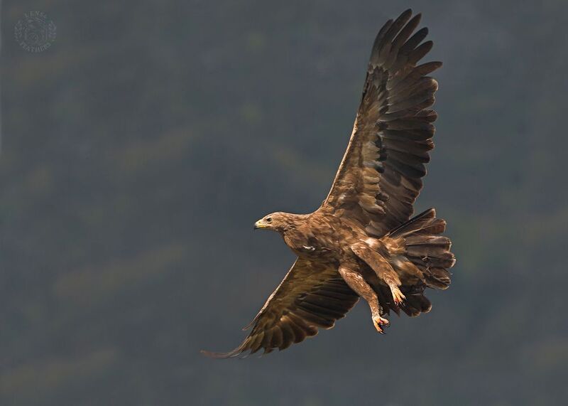 Малый подорлик - Lens and Feathers фото превью