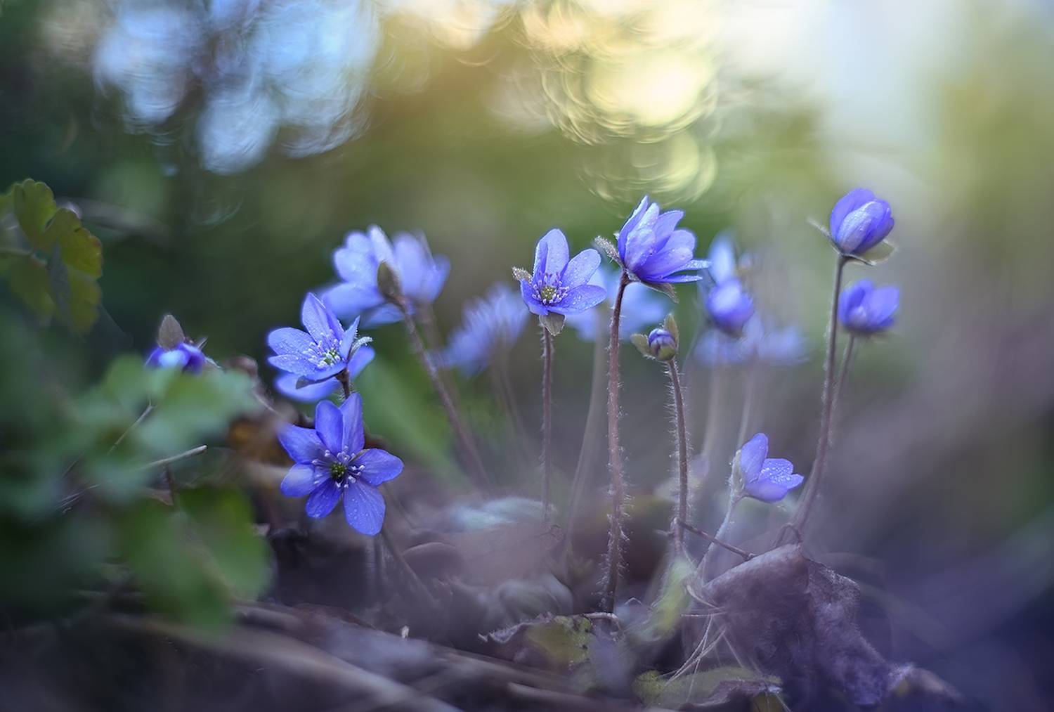 печеночница, весна, цветы, S. Dana