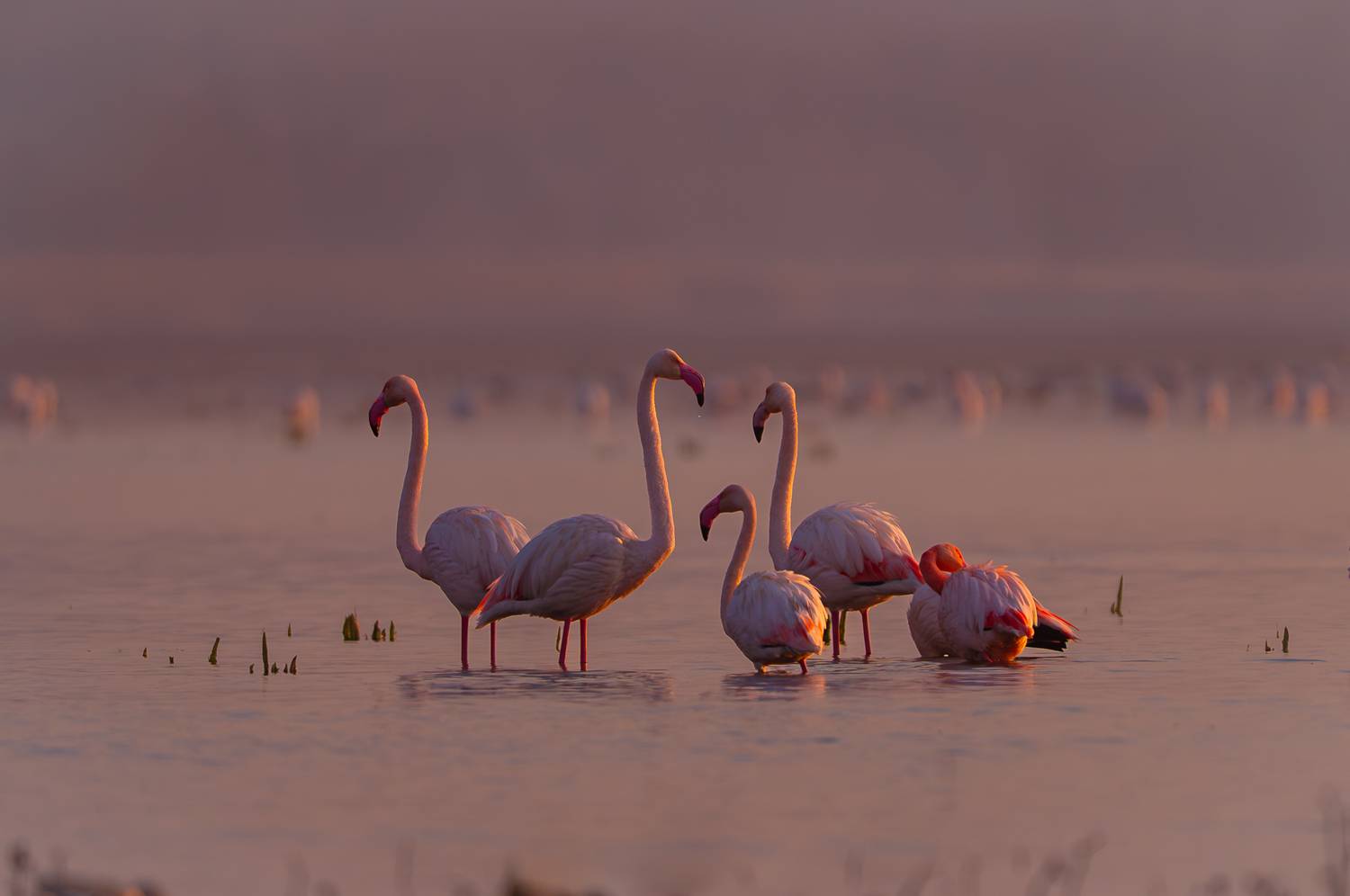 фламинго, птицы, рассвет, озеро, flamingo, birds, sunrise, lake, Оксана Дорн
