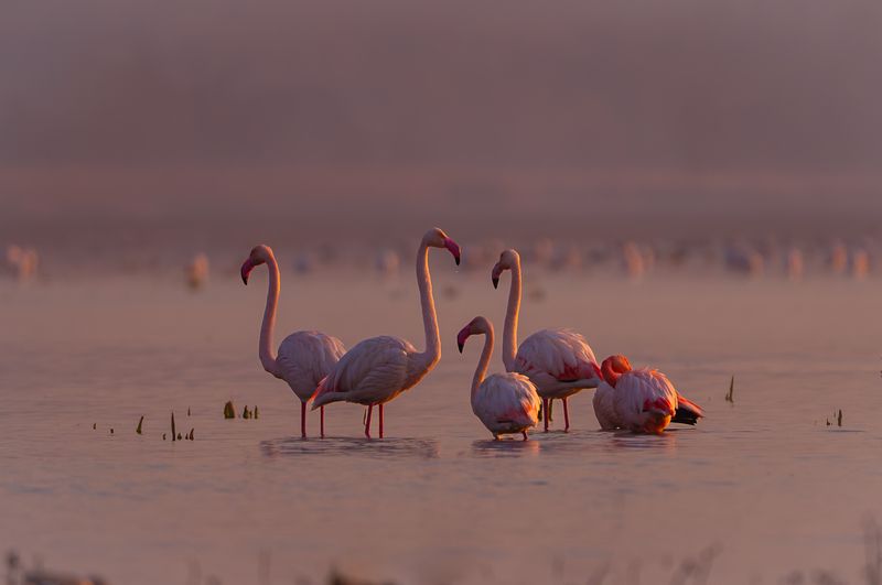 фламинго, птицы, рассвет, озеро, flamingo, birds, sunrise, lake Рассветало. фото превью