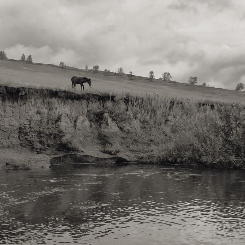 Вороной. фото превью