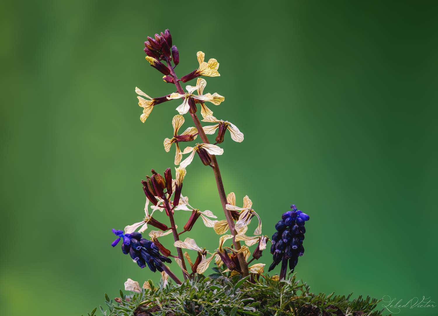 , Виктор Лебедь