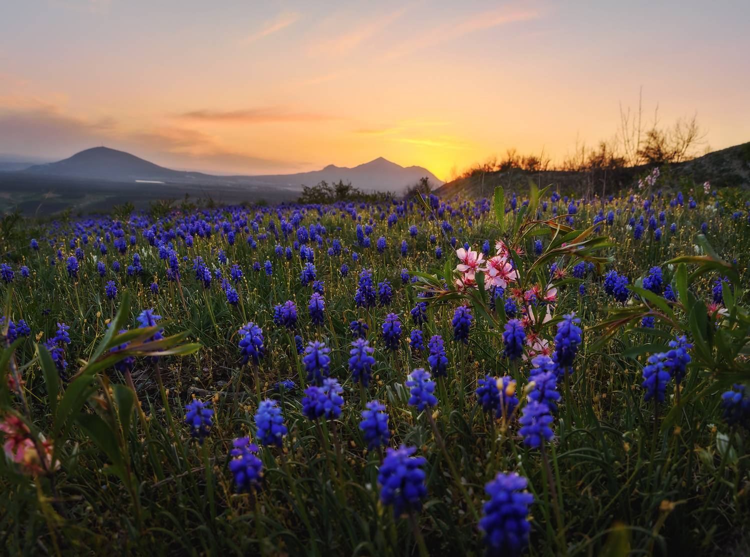 кавказ, кмв, кавказские минеральные воды, горы, весна, бештау, цветение, полевые цветы, закат, мускари, Zakharov Armen