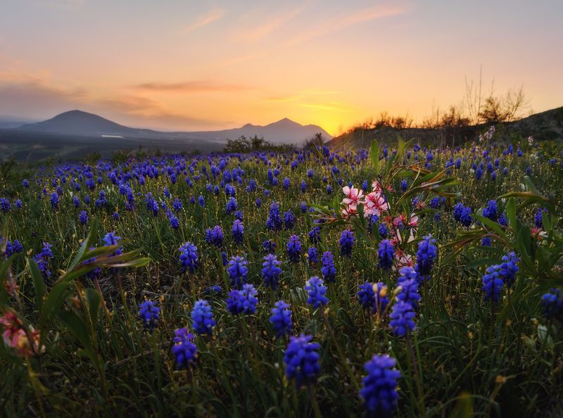 кавказ, кмв, кавказские минеральные воды, горы, весна, бештау, цветение, полевые цветы, закат Весенний фестиваль красок фото превью