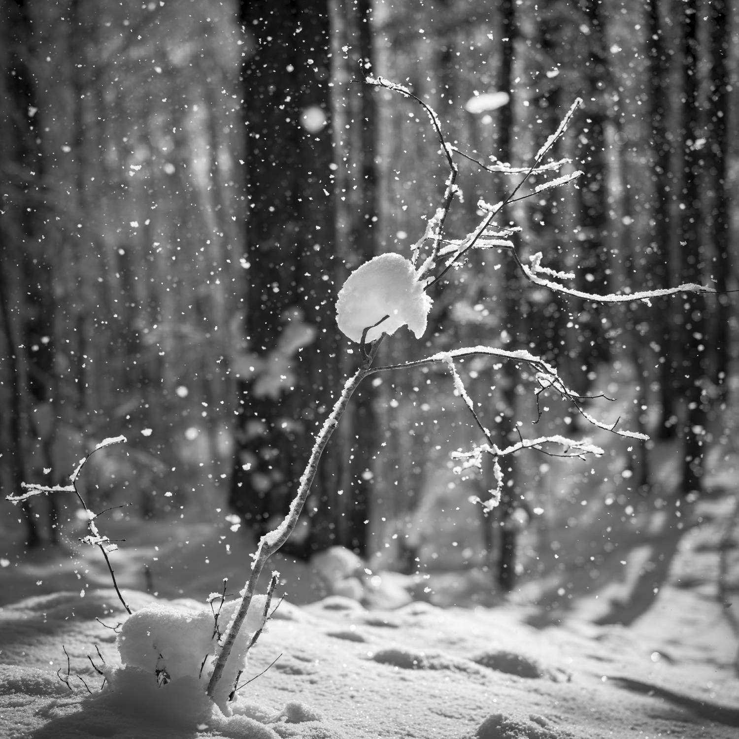 снег, образ, солнце, позитив, Alexander