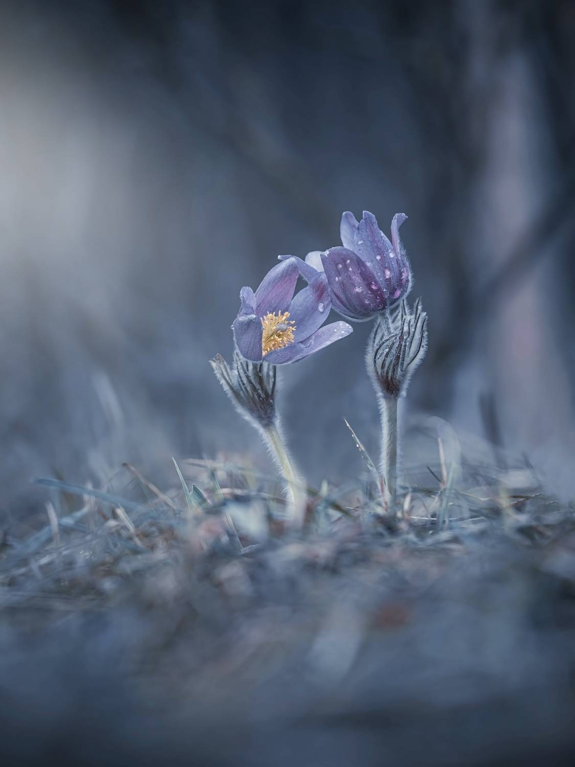 , Лапшина Владлена