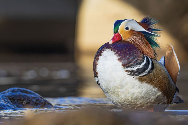 мандаринка, утка Мандаринка фото превью