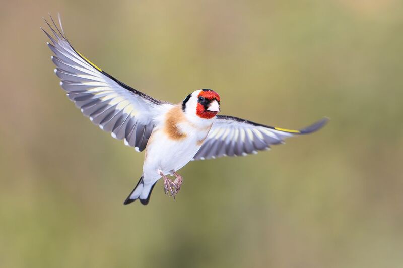 В полете. фото превью